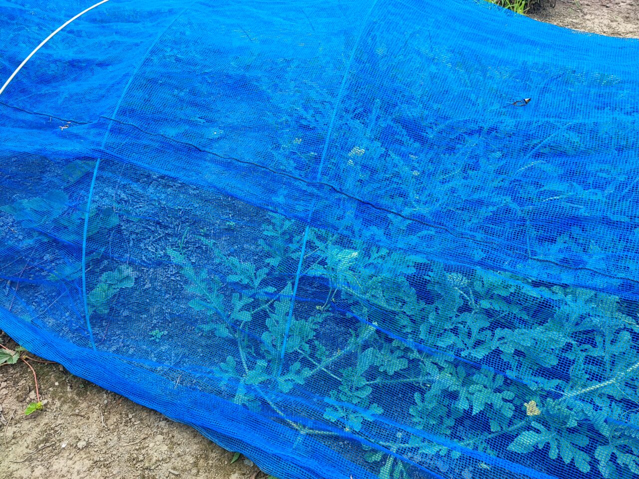 アライグマ被害
