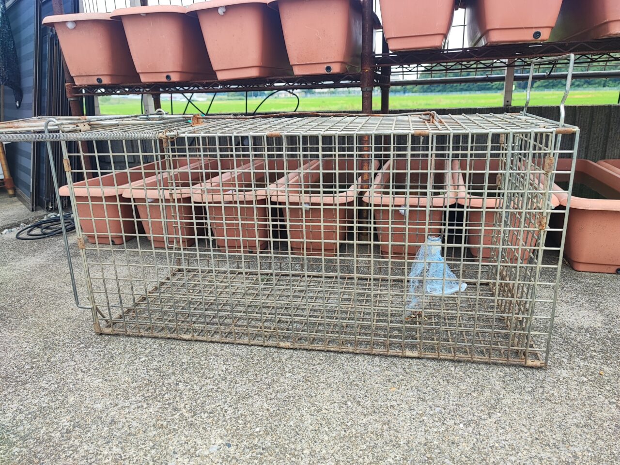 アライグマ被害