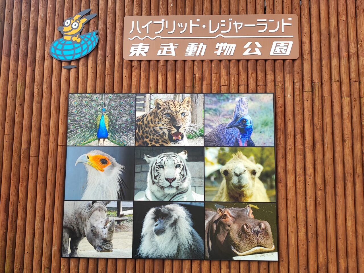 メシドラ