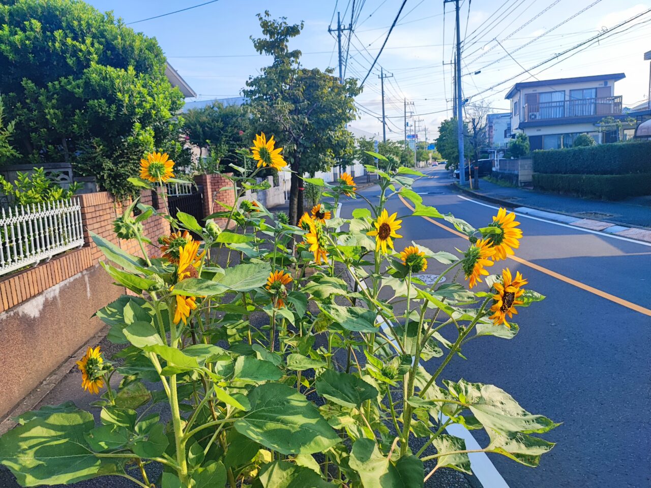椿山夏まつり