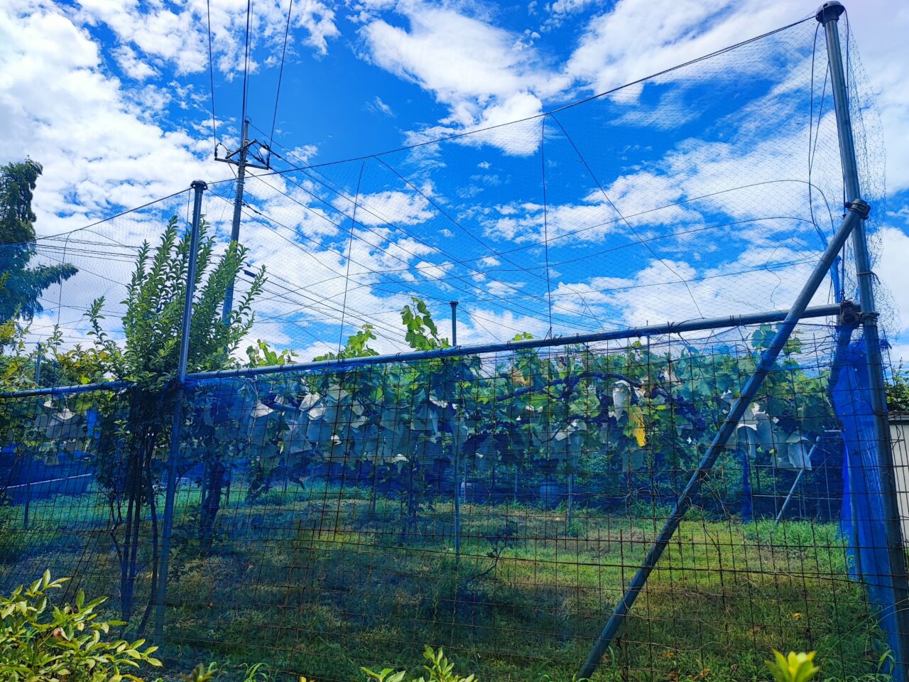 齊藤ぶどう園