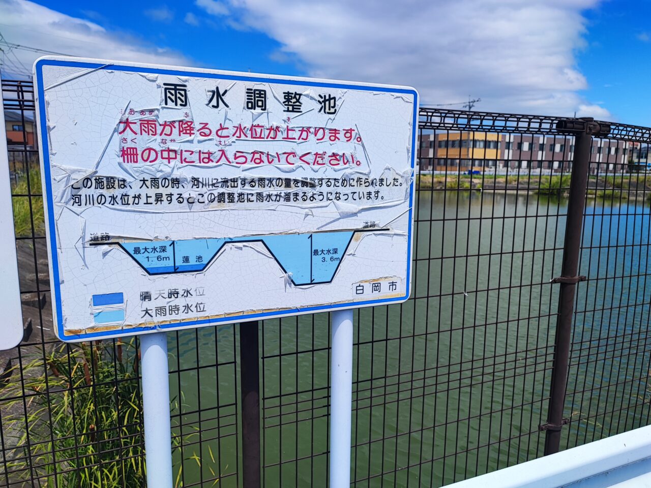 古代蓮