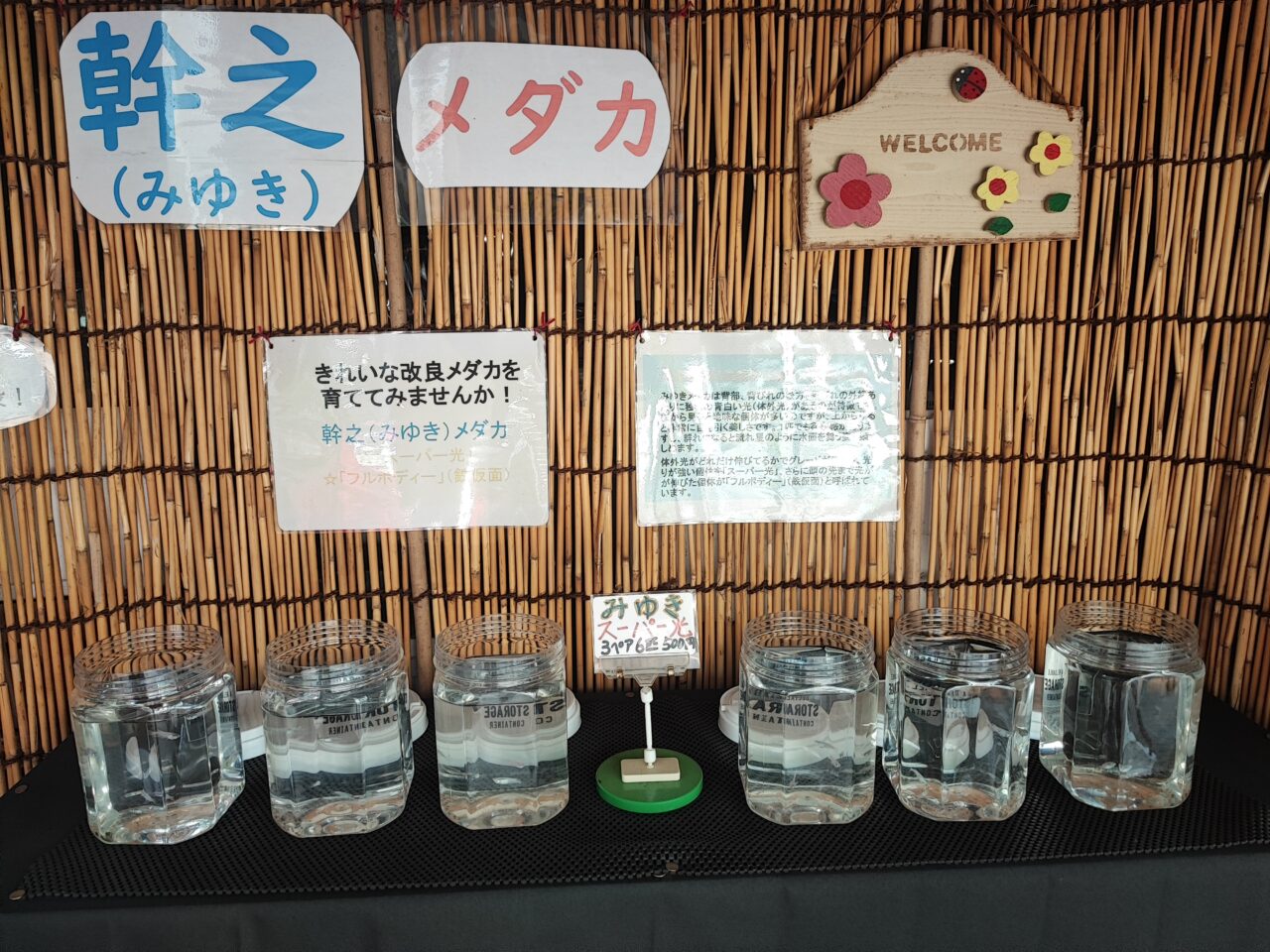 みゆき めだか（幹之メダカ）の無人販売