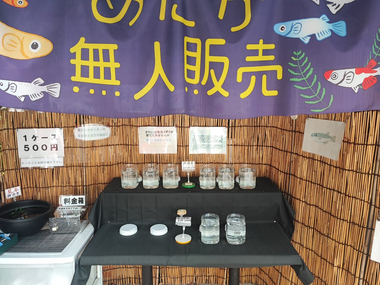 みゆき めだか（幹之メダカ）の無人販売