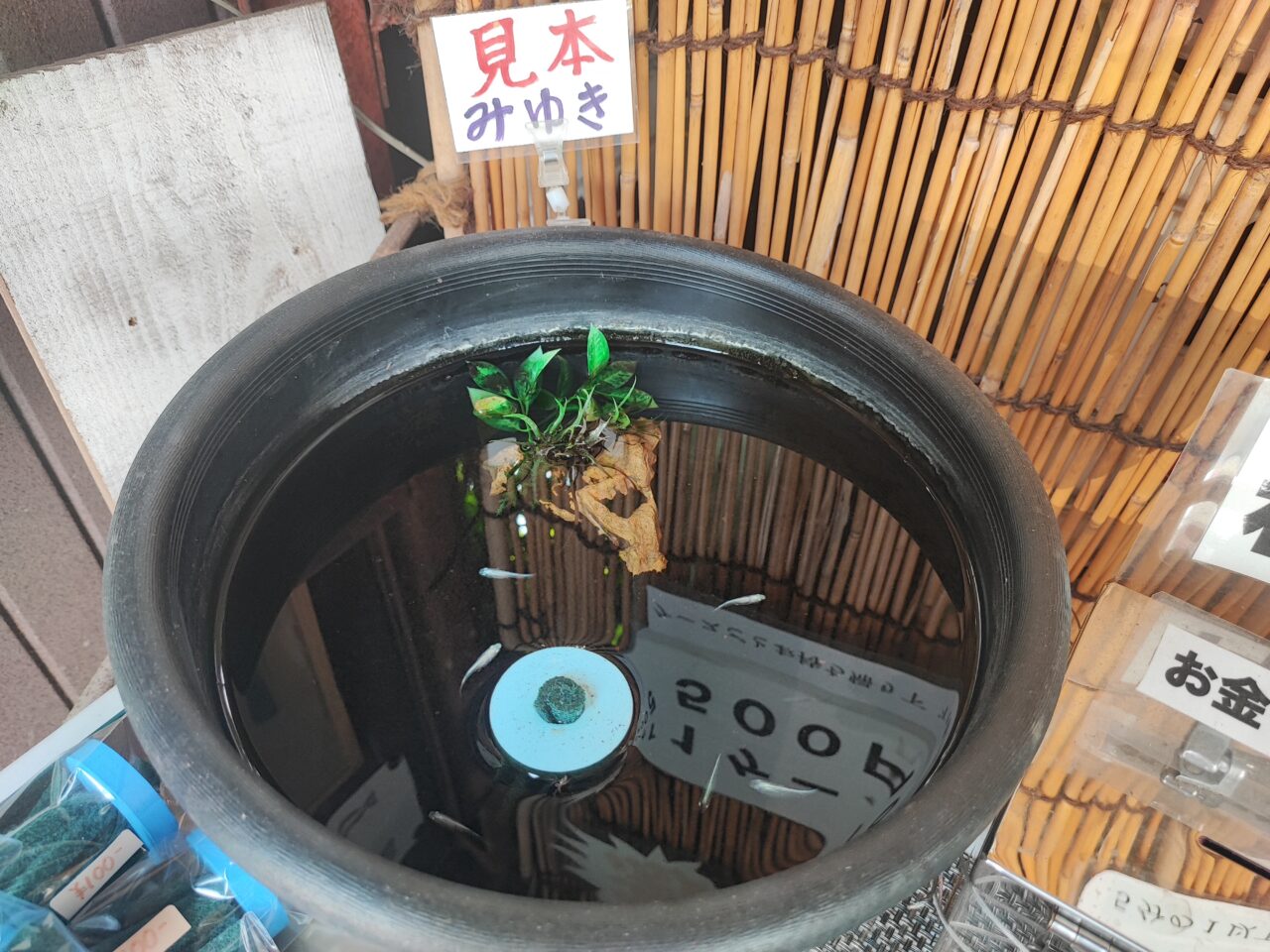 みゆき めだか（幹之メダカ）の無人販売