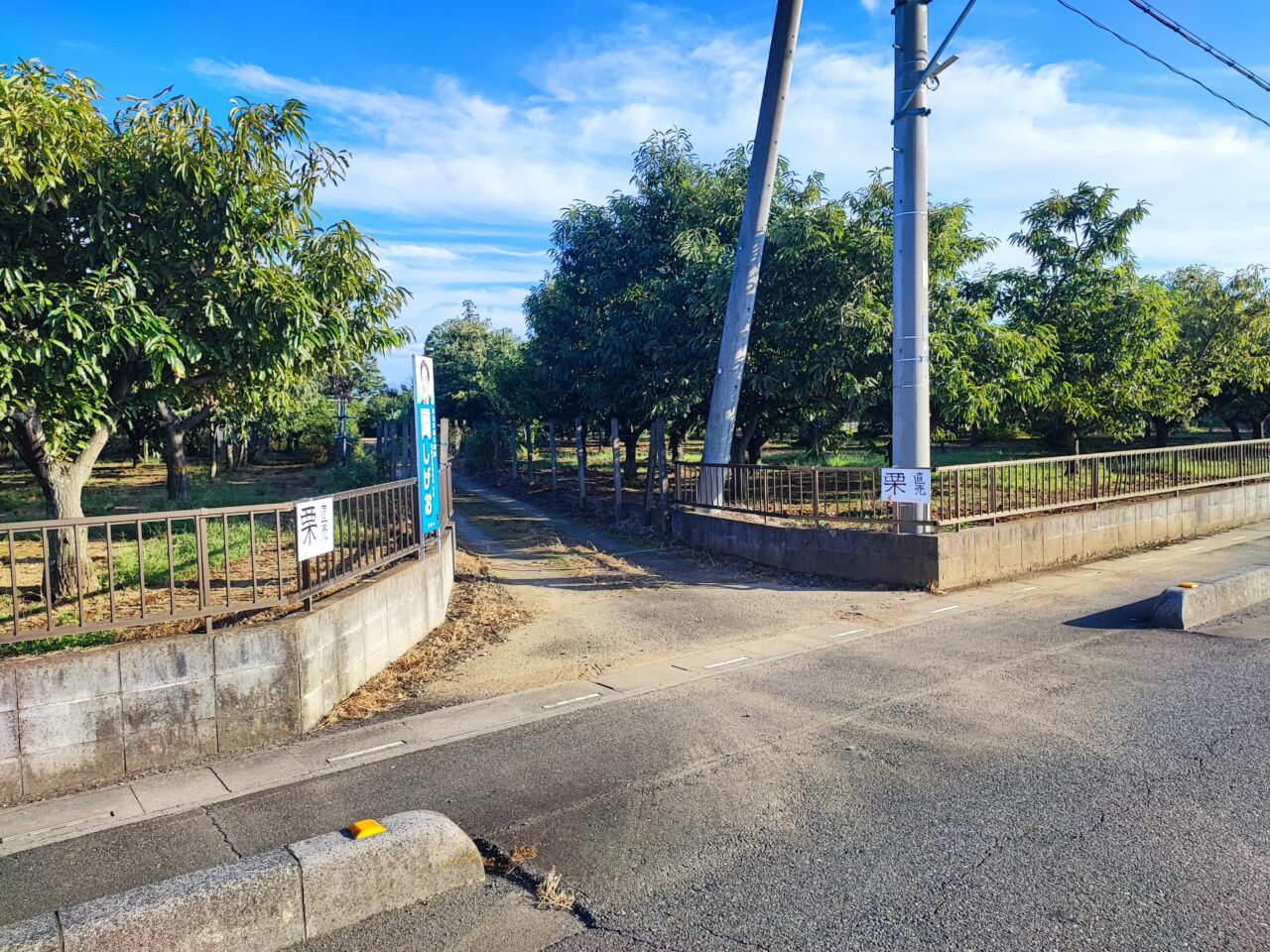 上野田の栗畑