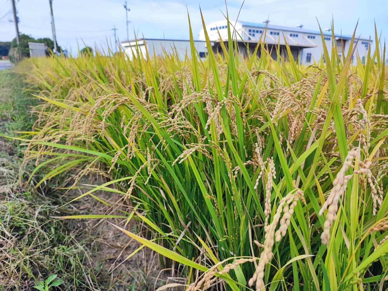 田んぼでマルシェ