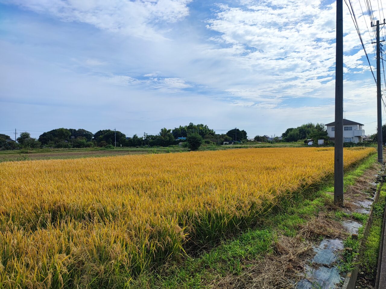 田んぼでマルシェ