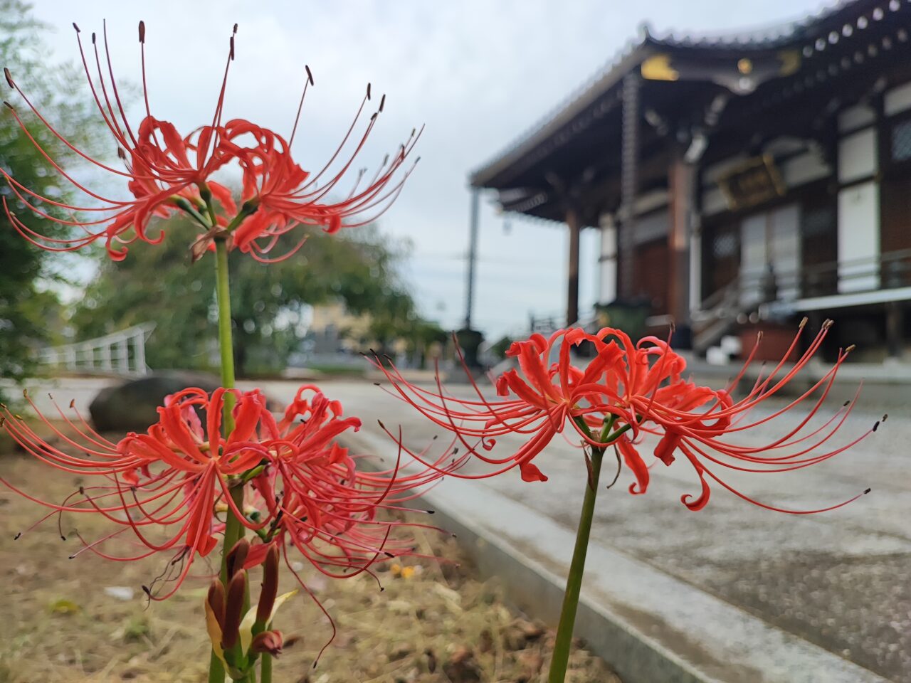 朝日山安楽寺「Oh〜寺フェスタ」