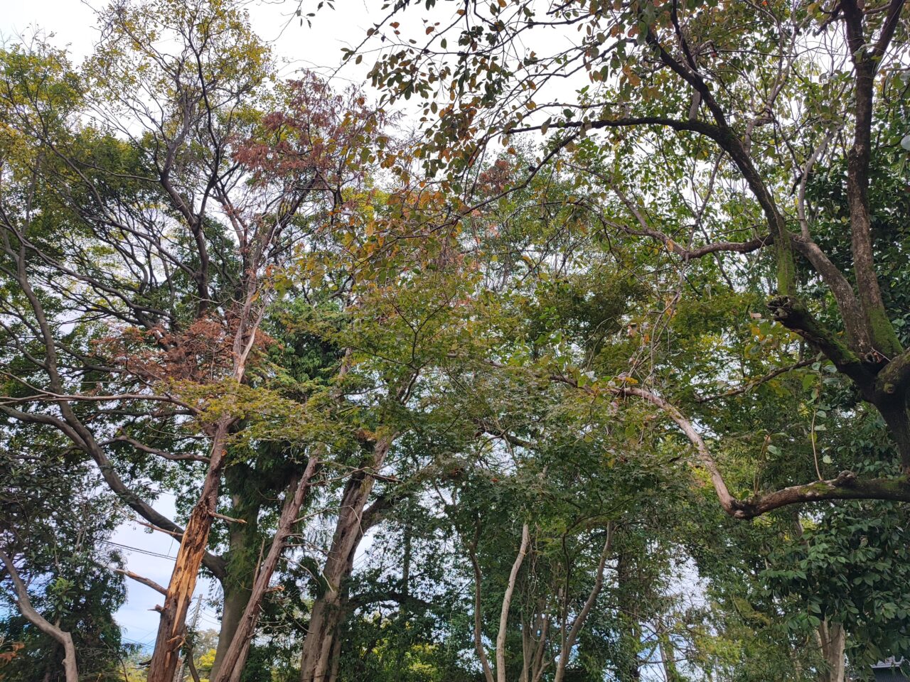 新白岡灯りの街さんぽ