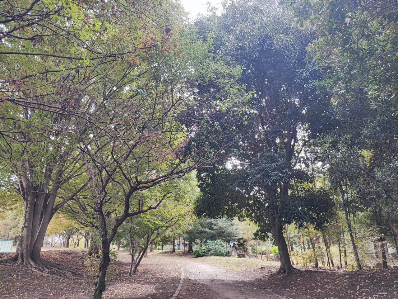 第3回しらおか秋の彩りフェスタ