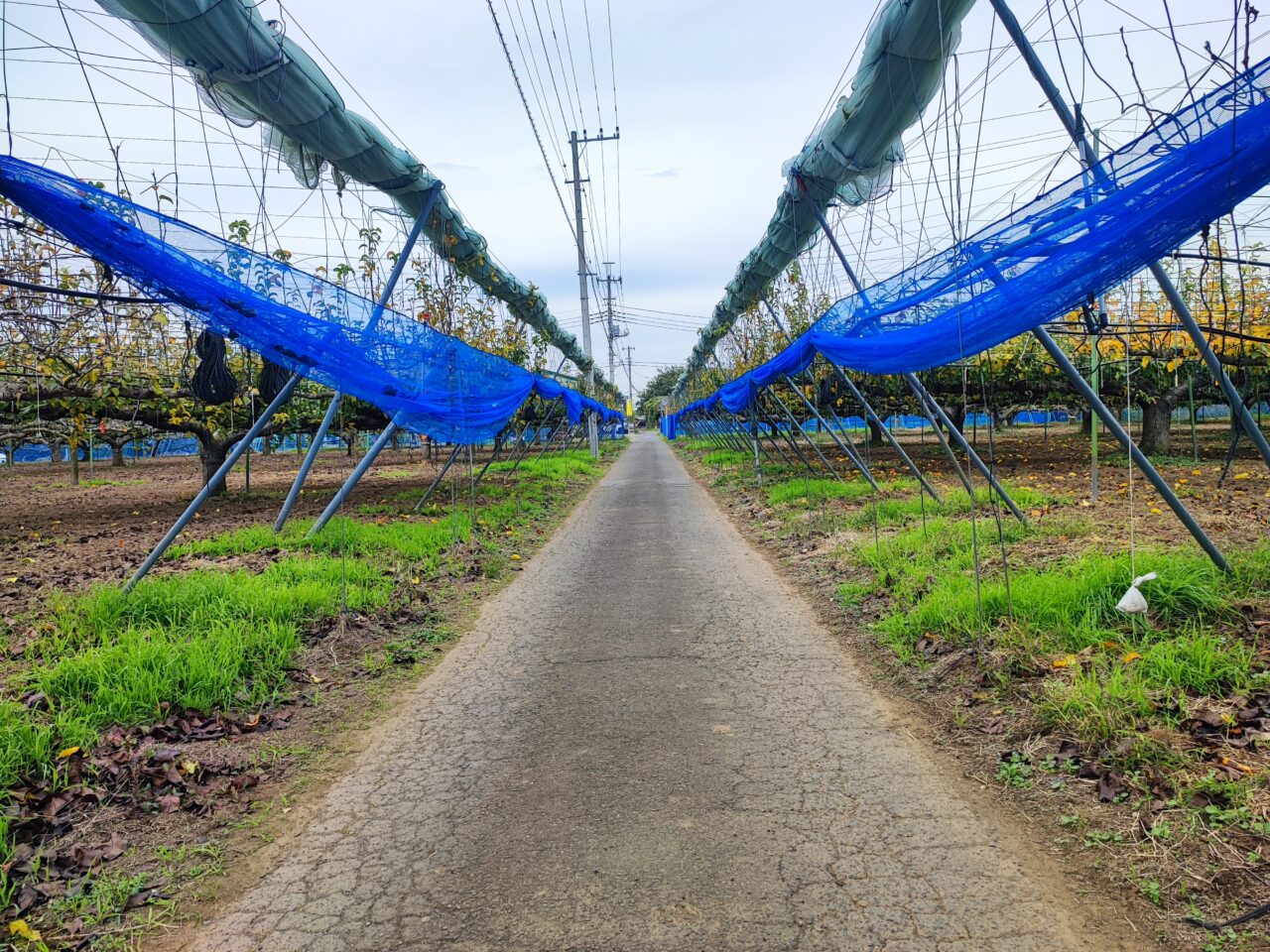 榎本フルーツファームのキウイの販売