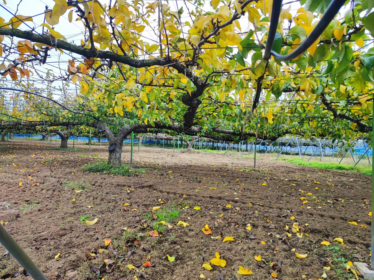 榎本フルーツファームのキウイの販売