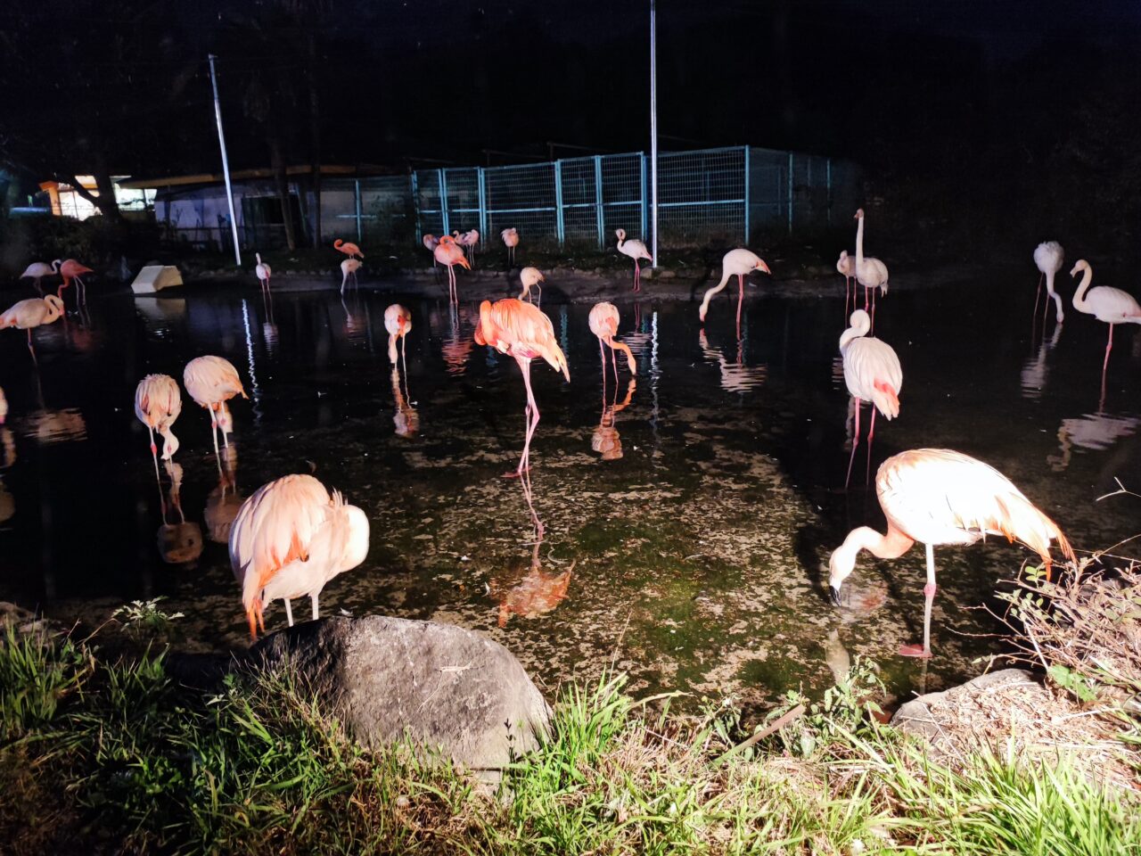 東武動物公園 「ウインターイルミネーション2025-2026」
