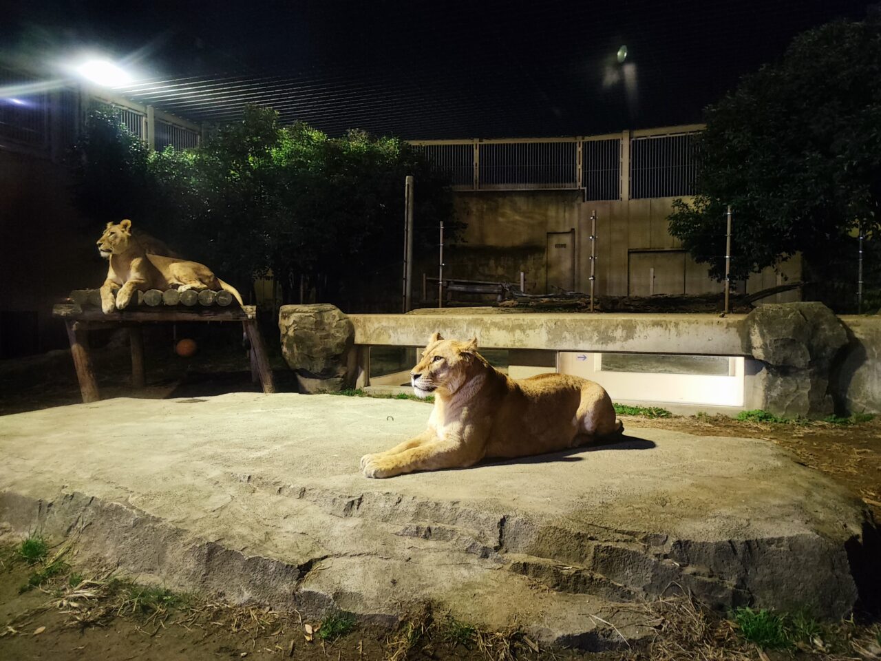東武動物公園 「ウインターイルミネーション2025-2026」