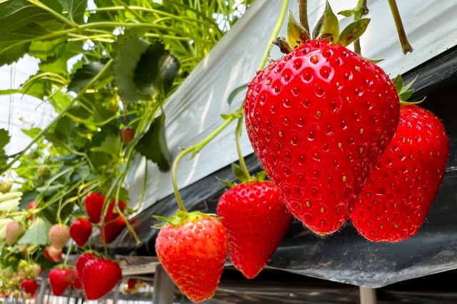 イチゴノオカプロジェクト（第1期工事）のイチゴハウスが完成
