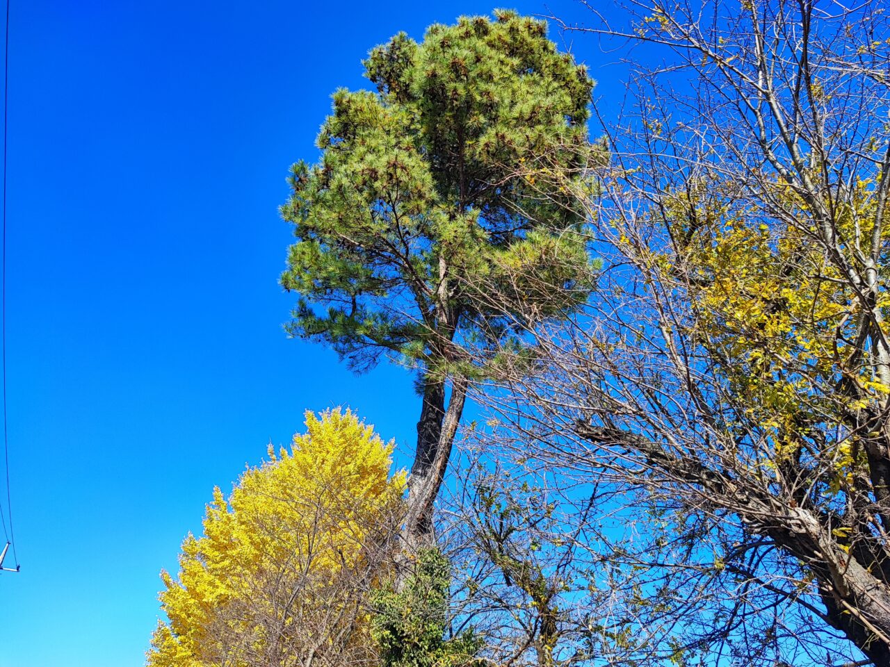 おおやまランタンナイト2025