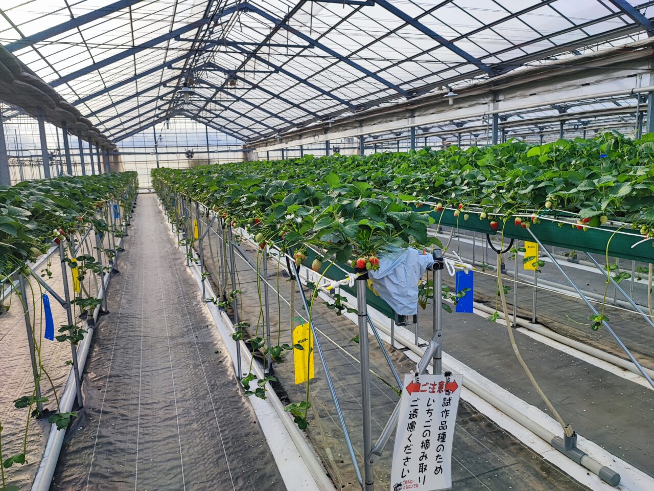 パサール蓮田  加藤農園でイチゴ狩り