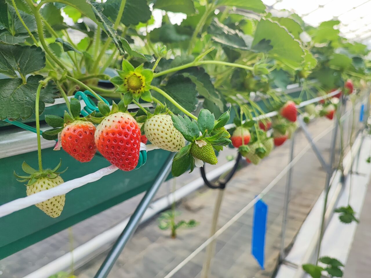 パサール蓮田  加藤農園でイチゴ狩り