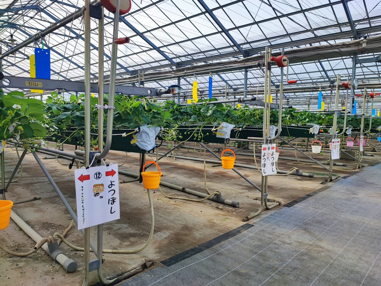 パサール蓮田  加藤農園でイチゴ狩り