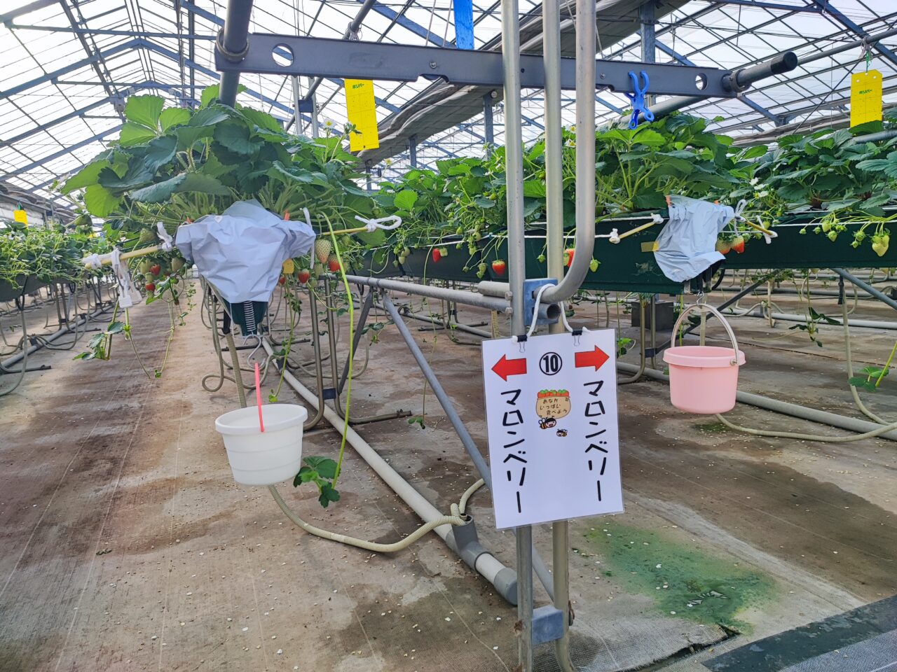 パサール蓮田  加藤農園でイチゴ狩り