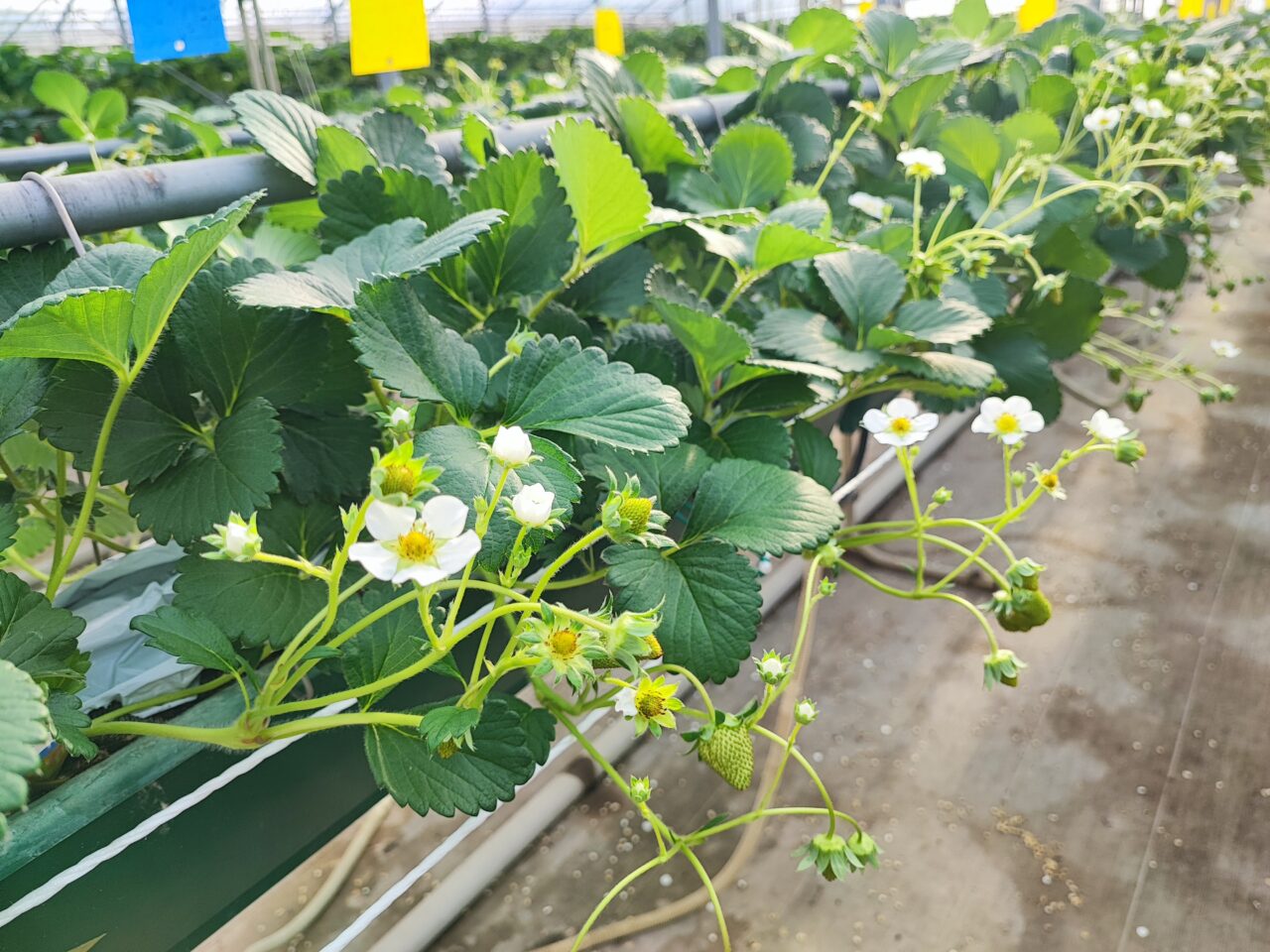 パサール蓮田  加藤農園でイチゴ狩り