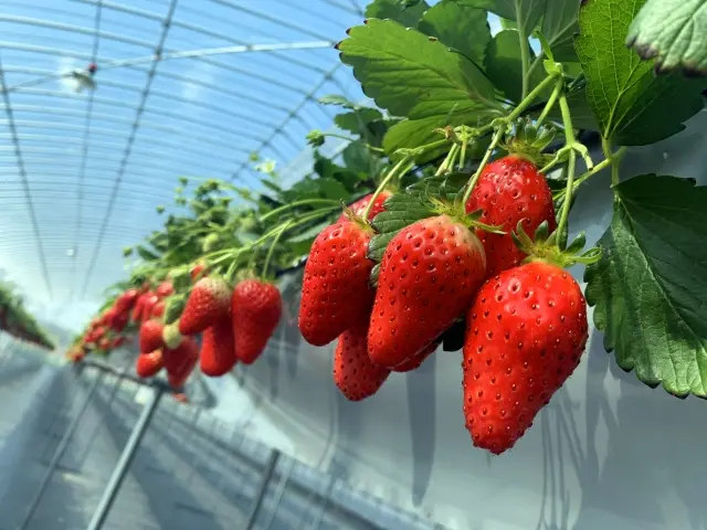 観光農園 ICHIGOSUKE　2026年2月中旬オープン