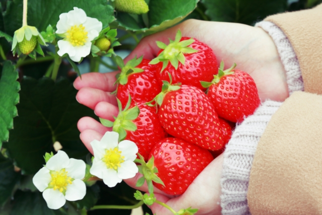 観光農園 ICHIGOSUKE　2026年2月中旬オープン