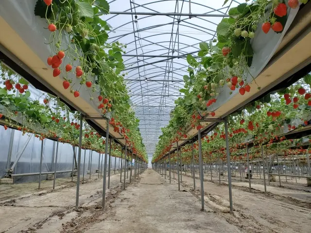 観光農園 ICHIGOSUKE　2026年2月中旬オープン