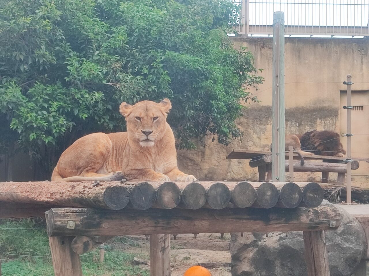 休園日限定イベント「プライベートZOO」