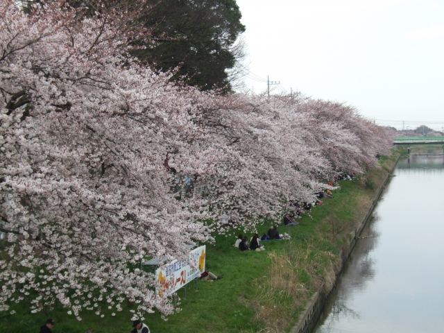 3月28日 蓮田市 第36回商工祭さくらまつり