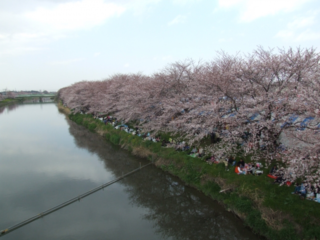 3月28日 蓮田市 第36回商工祭さくらまつり