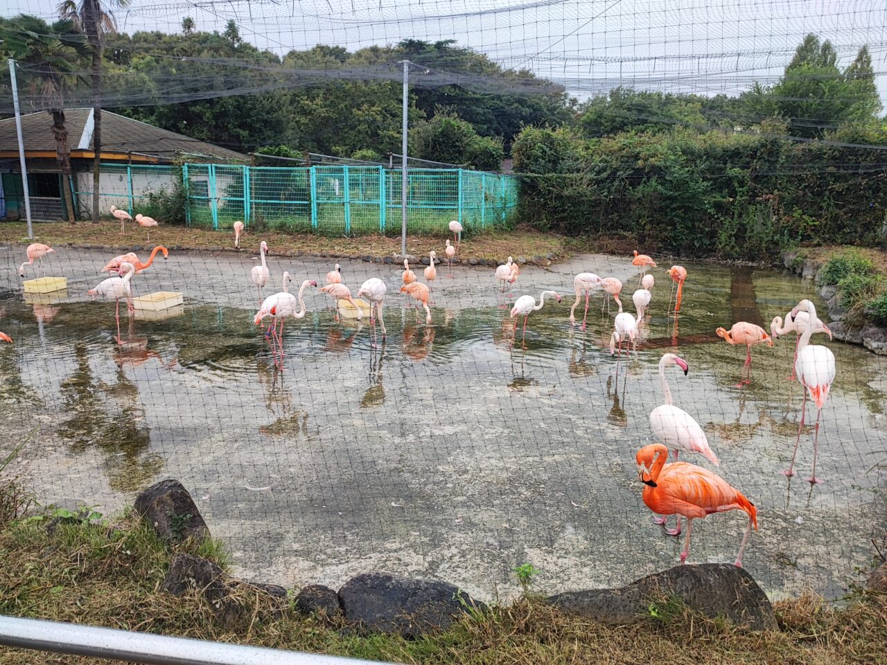 TVアニメ『銀魂』×東武動物公園