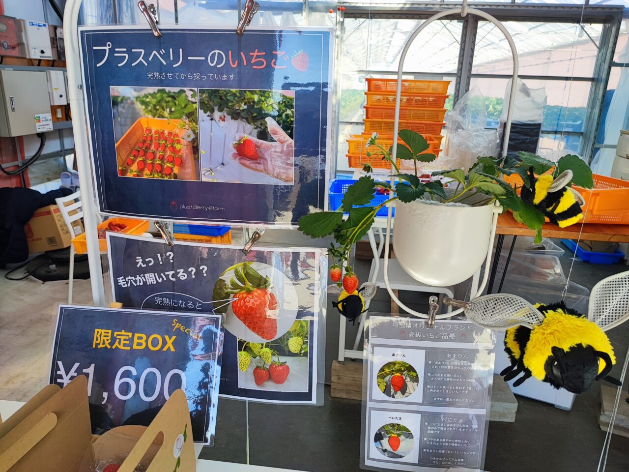 plus+Berry@farm　火曜・土曜　いちご販売