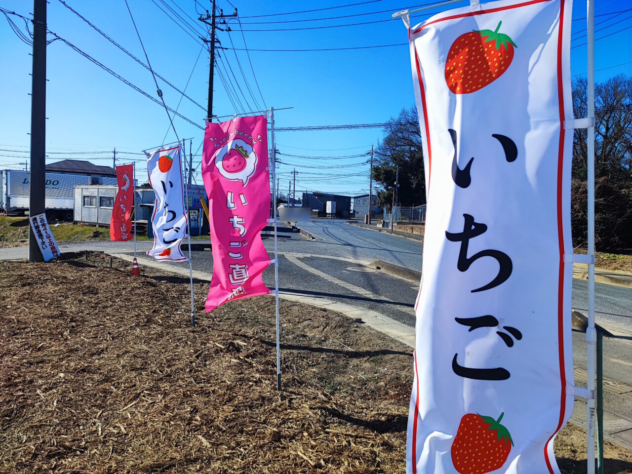 plus+Berry@farm　火曜・土曜　いちご販売