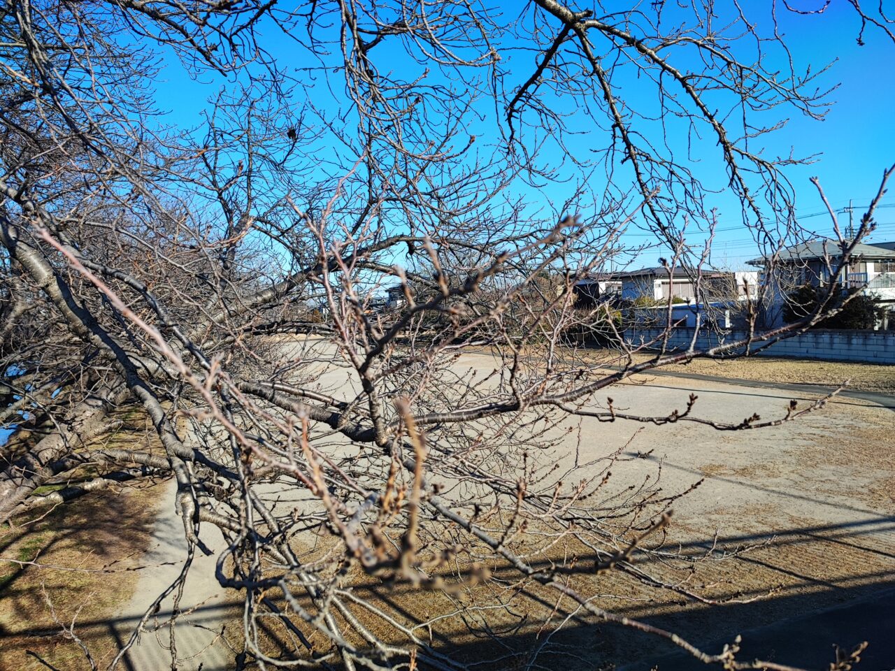 3月28日 蓮田市 第36回商工祭さくらまつり