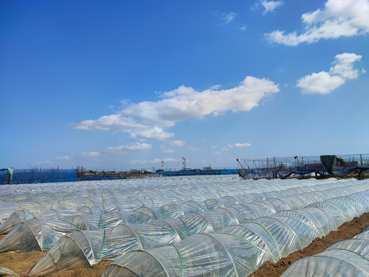 広報しらおか 第2回フォトコンテスト