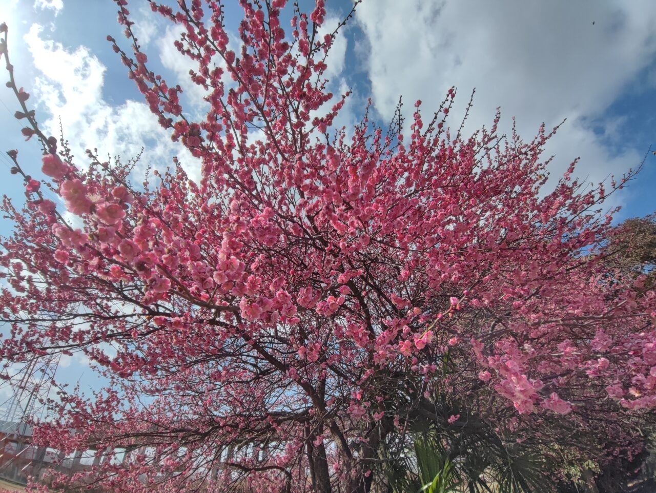 広報しらおか 第2回フォトコンテスト