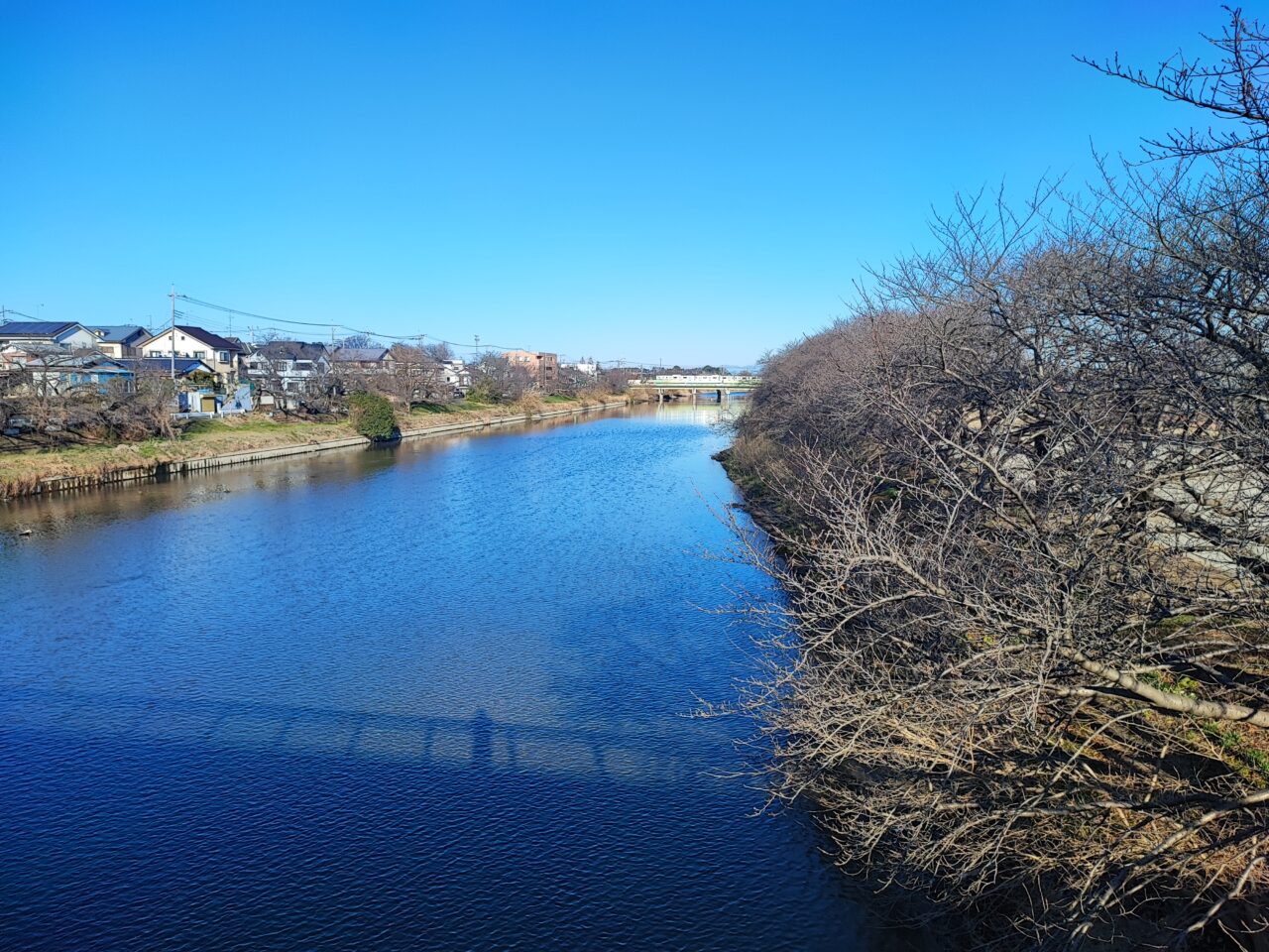 3月28日 蓮田市 第36回商工祭さくらまつり