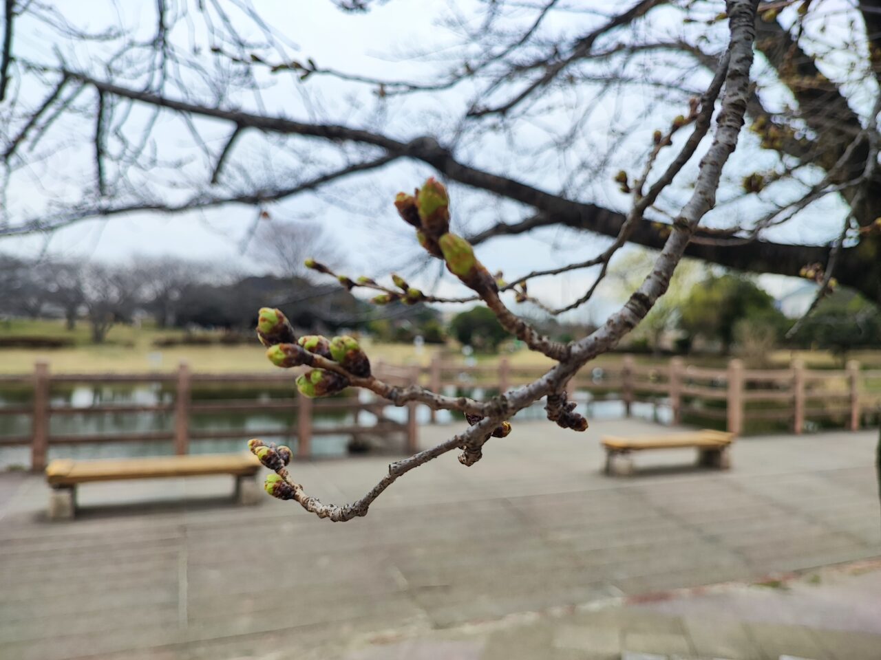 西城沼公園