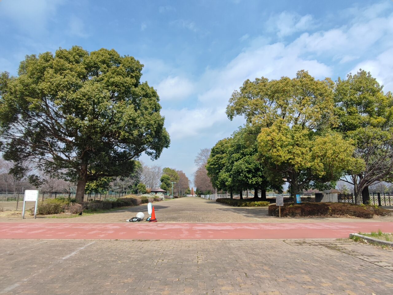 白岡市 桜の開花状況