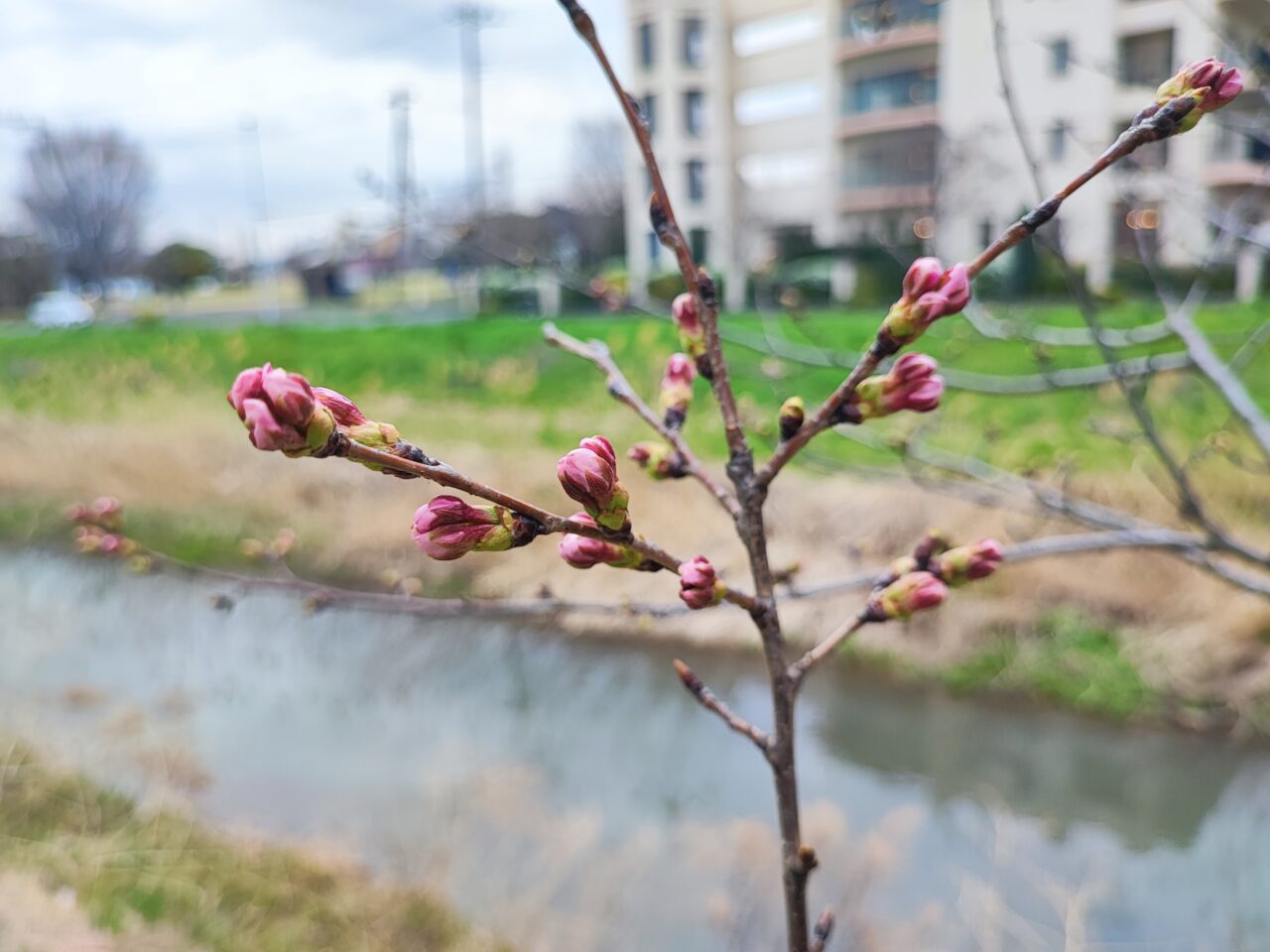 綾瀬川沿い桜並木