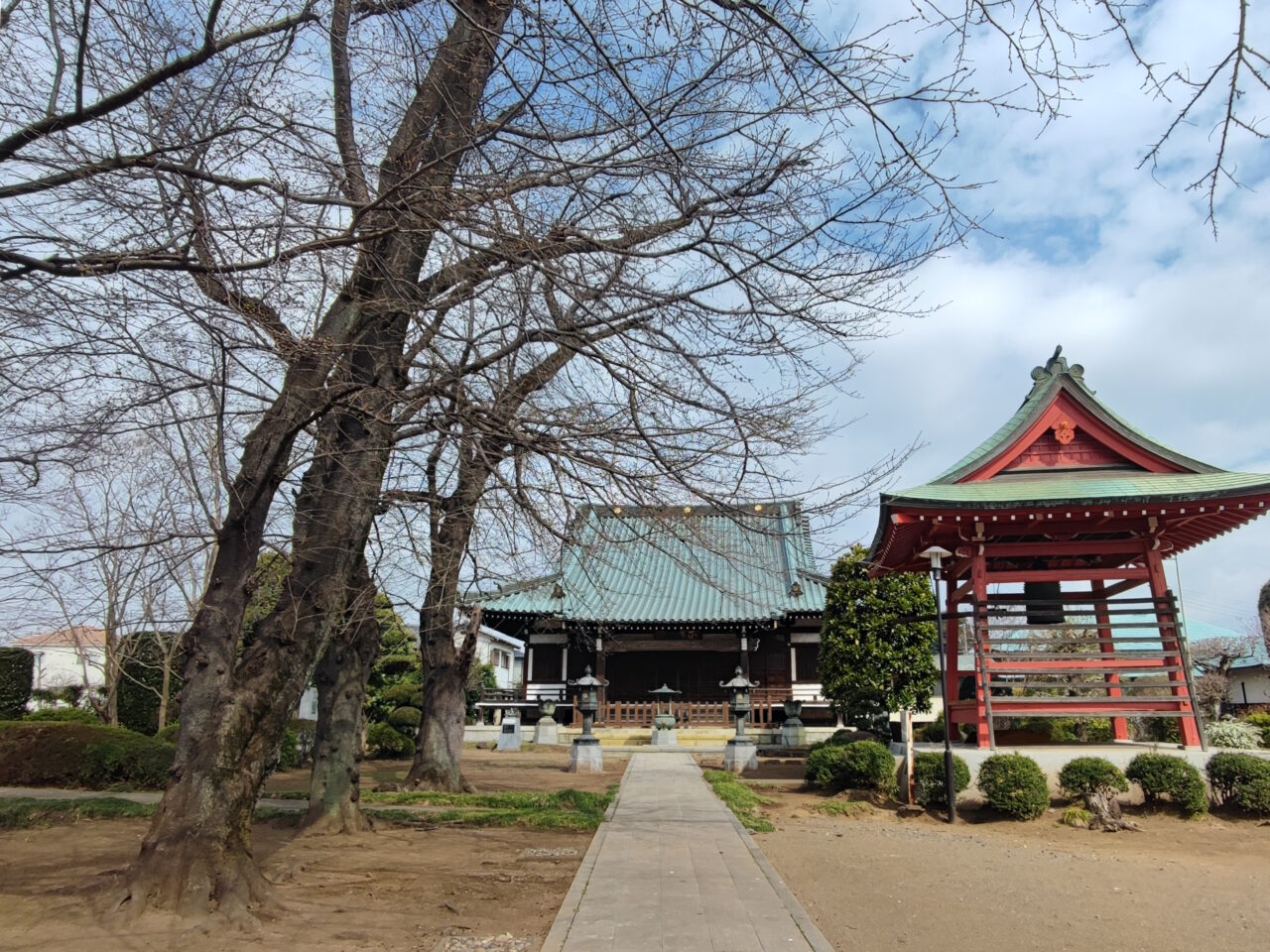 白岡市 桜の開花状況