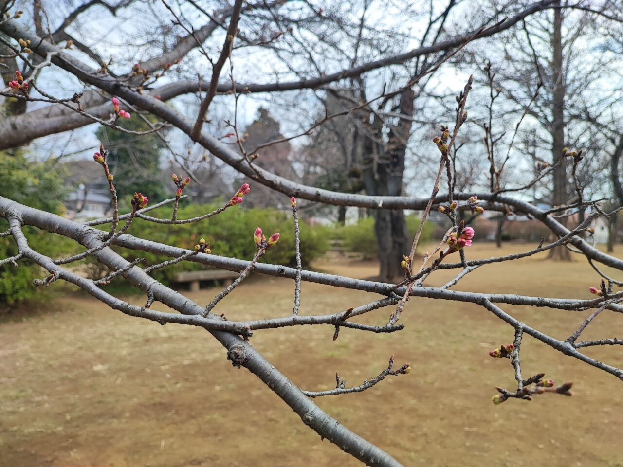 白岡市 桜の開花状況