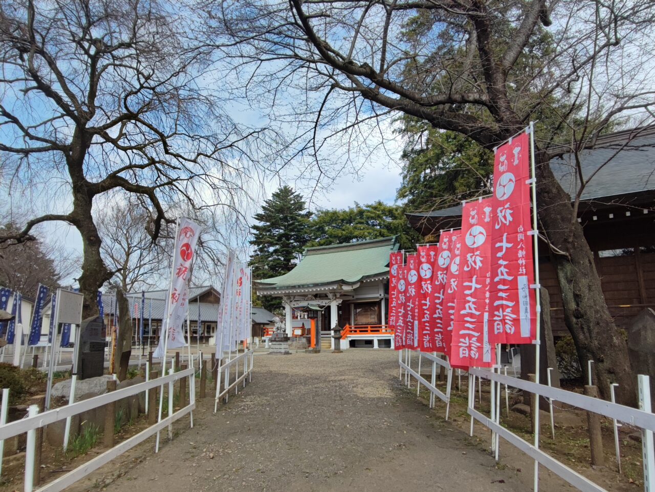 白岡市 桜の開花状況