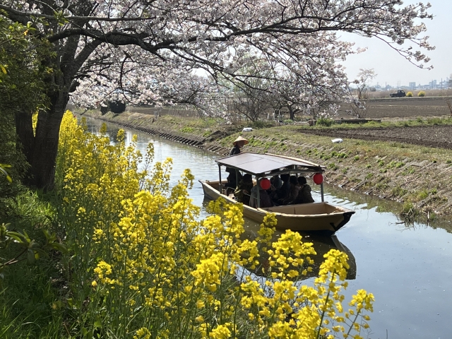 白岡市 元荒川観桜会