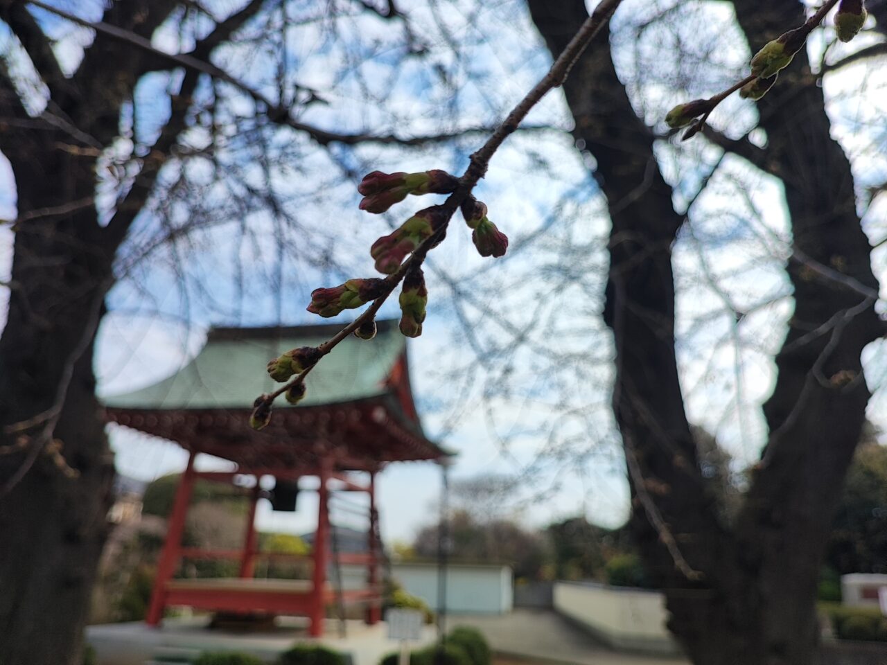 白岡市 桜の開花状況