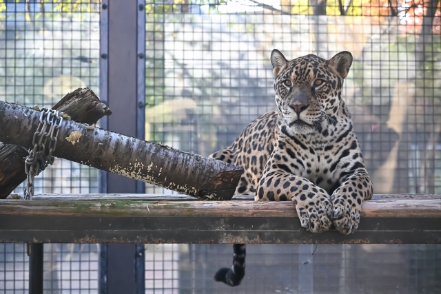 東武動物公園は開園45周年