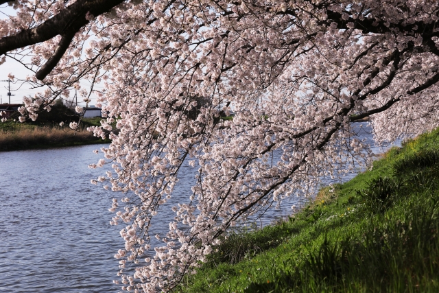 白岡市 元荒川観桜会