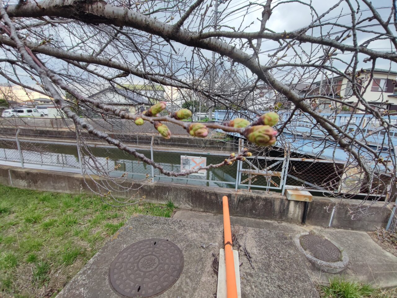 見沼代用水さくら並木